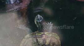 Endangered turtles arrive at Zurich Zoo amid ongoing conservation efforts