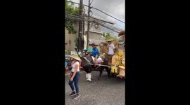 Carabao kneels for locals during religious festival parade
