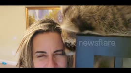 Raccoon Facial Massage