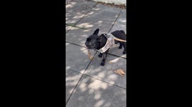 French Bulldog's Sticky Slobber Traps Leaves
