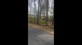Baby Bears Practice Climbing Skills