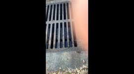 River Otter Peers Out From Inside Sewer Drain