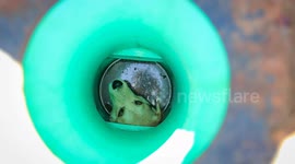 Dog Rescued From Sewer Drain Near Lubbock Amazon Facility