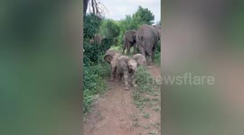 Cheeky baby elephant topples her brother in playful tussle