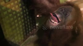 Cheeky orangutan playfully pulls faces at zoogoers