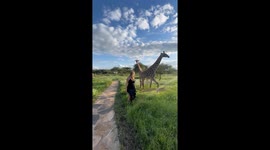 Woman Falls In Grass Near Giraffes