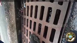 Storm Drain Rescue Turns Heroic for ‘Mr. Stormy’ the Cat