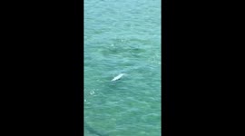 Dolphin Spotted Enjoying the Waves Along Destin’s Coastline