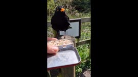 Man Greets And Feeds Birds In Bridgnorth