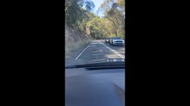 Echidna Crosses Australian Road