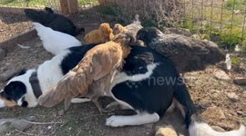 Chicken Lovingly Peck At Border Collie