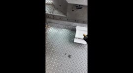 Squirrel Tries Small Picnic Table