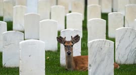 Deer Roam Among Memorial Day Flags at Arlington National Cemetery