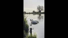 Glorious swan morning