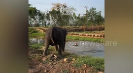 Elephant helps 'drowning' owner from water