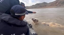 Chinese police use raft to rescue camel drowning in river