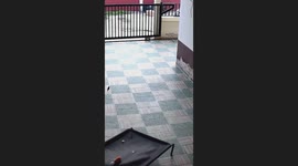 Pet dog carries her table to a new position in yard