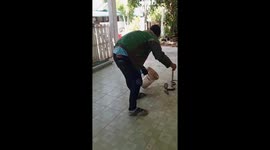 Motorcycle delivery rider turns snake wrangler as he catches a cobra