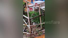 Wild monkey attacks schoolchildren before being caught