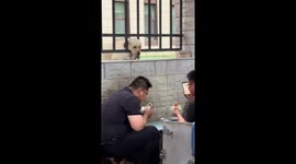 Dog adorably watches men eat from behind a fence in Shijiazhuang, China