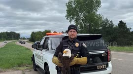 Injured Eagle Rescued by Woodbury Officer, Now Recovering