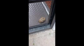 Man helps overturned tortoise using sticks in Buenos Aires, Argentina