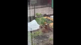 Hedgehog roams garden and pulls greenhouse in Kobryn, Belarus