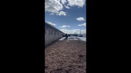 Horse charges and kicks backward in Moscow, Russia