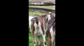 Chicken startles goat with unexpected peck in Toronto, Canada