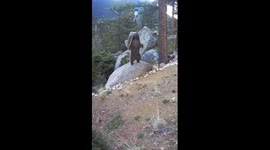 Bear Uses Bird Feeder as Private Gym