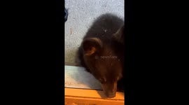 Mother Bear Tends To Cub