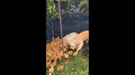 Puppy Has Huge Love for Little Friends