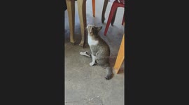 Heartwarming Moment: Disabled Cat Begs for Food