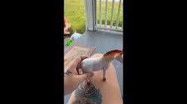 Horse Toy Has Male Anatomy