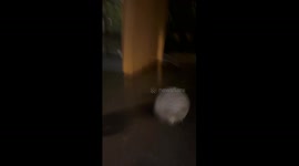 Hilarious moment when decorative stone ball turns into unexpected tackle