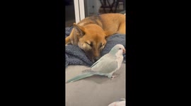 Parakeet Wakes Dog With A Start