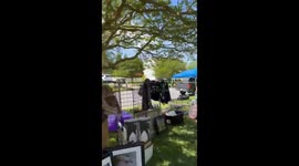 Barred Owl Puts On Show At Yard Sale
