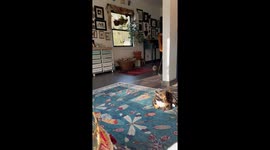Prairie Dog And Cat Cuddle Like Best Friends