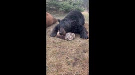 High Impact Outfitters’ organized bear hunt in Northern Alberta