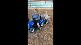 Young boy takes pet duck for ride on his electric tractor