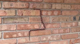 US: Sonoran Mountain Kingsnake Climbs Wall At Coronado National Memorial