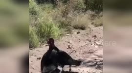 US: Wild Turkeys Fight For Dominance At Chiricahua National Monument