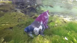 US: Zombie Fish With Rotting Flesh Swim In Alaska Rivers During Spawning Season