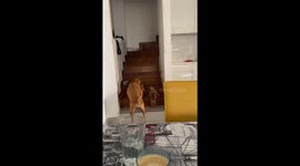 Momma Dog Shows Puppy How to Climb Stairs