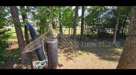 Close-up shot of the cutest little dragonfly, who appears to smile at the end!