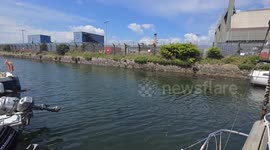 Hundreds of moon jellyfish seen in Plymouth's River Tamar