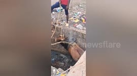 Social organisation rescued a cow fallen in the drain in Shahdol, Madhya Pradesh