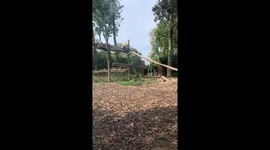 Panda sliding along a branch to go down faster. Lazy panda.  Pairi daiza. Zoo. Funny panda. Funny animals.