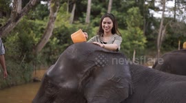 elephants in captivity minas riau, Indonesia