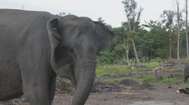 The Elephant Training Center (PLG) Minas